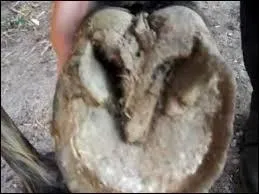 Sur quelle partie des membres met-on de la graisse à pied