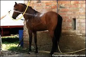 Après la douche du cheval, que faut-il utiliser ?