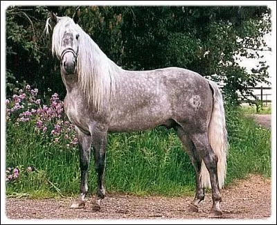 Quelle est cette race ?