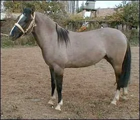 Quelle est cette race ?