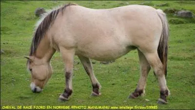 Quelle est cette race ?