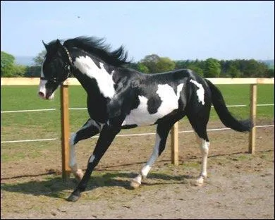 Quelle est cette race ?