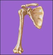 Dans quelle partie du corps humain trouve-t-on l'humérus ?