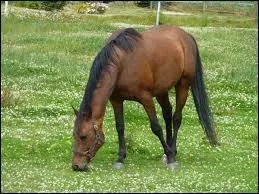 Quelle est la robe de ce cheval ?