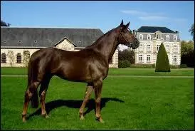 Quelle est la robe de ce cheval ?