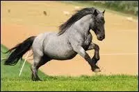 Quelle est la robe de ce cheval ?