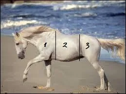 Que représentent, dans l'ordre, les parties 1, 2 et 3 sur ce cheval ?