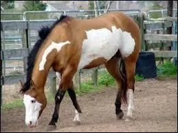 Quelle est la robe de ce cheval ?