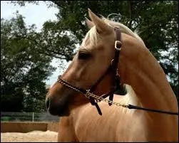 Quel est le ressenti de ce cheval ?