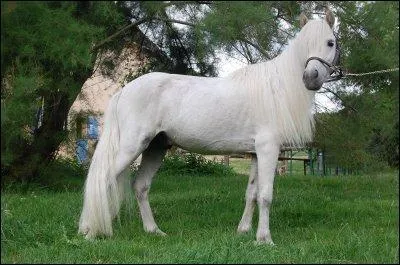 Qu'est-ce qu'un hongre ?