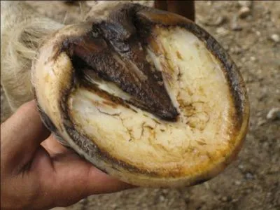 Quelle est la partie la plus sensible dans le sabot du cheval ?