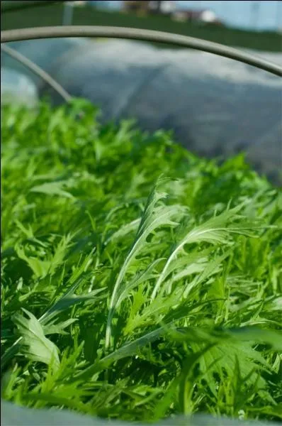 "Brassica rapa nipposinica" est-elle une plante de la famille du chou, à votre avis ?