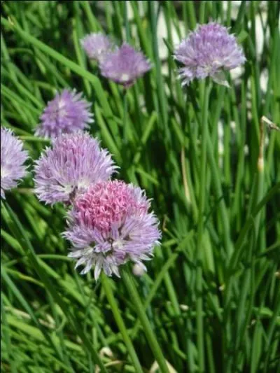 -"Allium schoenoprasum" - "À vos souhaits ! ". En mangeant de la ciboulette, vous ne perdrez pas votre latin... Mais qu'en faire d'autre ?