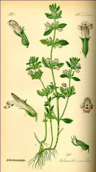 Cet été, si vous voulez chasser les mouches, mettez devant votre fenêtre une :