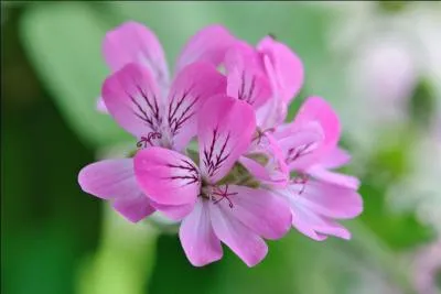 Le pélargonium est un répulsif à moustiques, tout le monde le sait (enfin, maintenant, oui ! ). D'où vient son nom ?