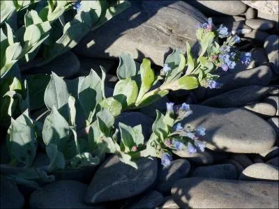 Si vous n'avez pas de quoi vous payer des huîtres, cultivez et mangez de cette plante ! Mais laquelle ?