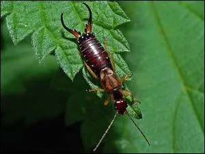 Donnez-moi donc l'autre nom du pince-oreille :