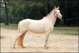 Quelle est la robe de ce cheval ?