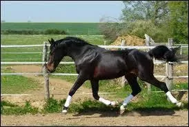 Quelle est la robe de ce cheval ?