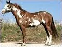 Quelle est la robe de ce cheval ?