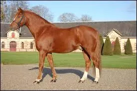 Quelle est la robe de ce cheval ?