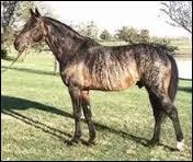 Quelle est la robe de ce cheval ?