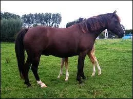 Quelle est la robe de ce cheval ?