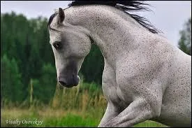 Quelle est la robe de ce cheval ?