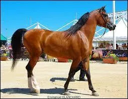 Quelle est la robe de ce cheval ?