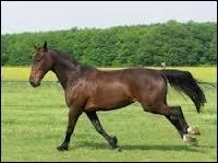 Quelle est la robe de ce cheval ?