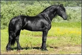 Quelle est la robe de ce cheval ?