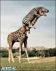 Quel est l'animal qui rampe ?