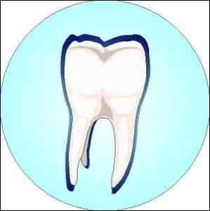 Quel animal a deux rangées de dents ?