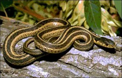 Quel est ce serpent ?