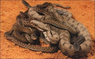 Quel est ce serpent ?