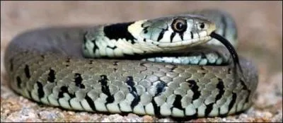 Quel est ce serpent ?