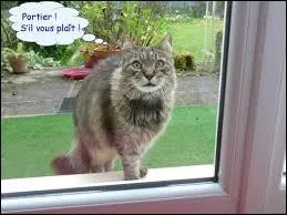 Un vrai ou Faux.
Jean de La Fontaine a dit au sujet des chats : "Jamais vous n'en serez maîtres. Qu'on lui ferme la porte au nez, il reviendra par la fenêtre".