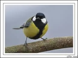 Est-ce un mâle ou une femelle ?