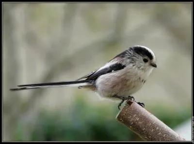 Quel est cet oiseau tout mignon ?