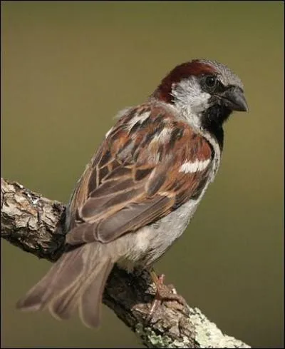 Et pour finir, quel est cet oiseau ?