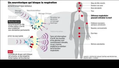 Ils utilisèrent pour attaquer du gaz sarin, qui est en fait un liquide très volatile inodore, incolore et neurotoxique. Quels effets a-t-il ?