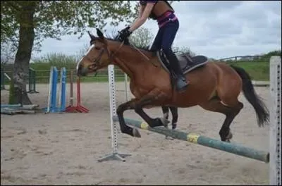 Les mors de filet usuels.
Lequel de ces types de mors n'existe pas ?