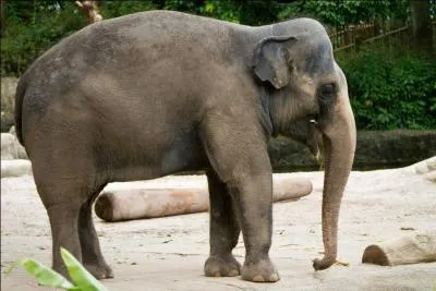 Les félins ne sont pas les seuls à poser problème à certains d'entre vous, l'éléphant de savane d'Afrique et l'éléphant d'Asie sont eux aussi régulièrement confondus, lequel reconnaissez-vous sur la photo ?