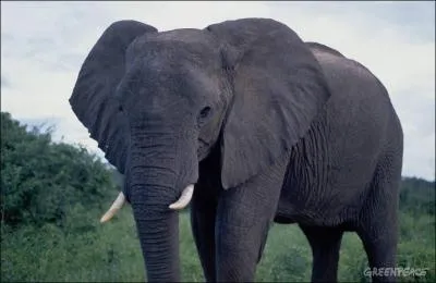 Vous avez trouvé la réponse précédente, bravo, alors trouvez le nom de cet éléphant !