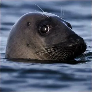 Voici encore deux animaux qui sèment la zizanie dans les esprits, l'otarie et le phoque, que vous trouviez ou non les bonnes réponses, la méthode pour les différencier, très simple, est expliquée dans le lien, quel animal reconnaissez-vous sur cette photo !