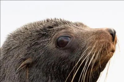 Voici le dernier animal de ce quiz, si vous avez trouvé le précédent, la réponse est évidente !