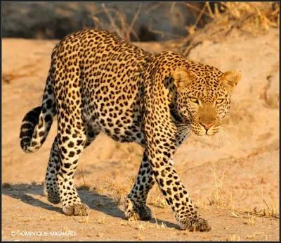 A présent, identifiez celui-ci !