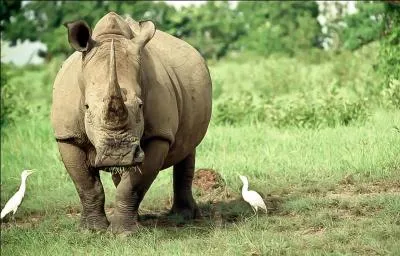 Vous avez certainement entendu parler du rhinocéros noir et du rhinocéros blanc, peut-être même connaissez-vous ce qui les différencie, dans ce cas vous n'aurez pas de problème à identifier celui-ci !