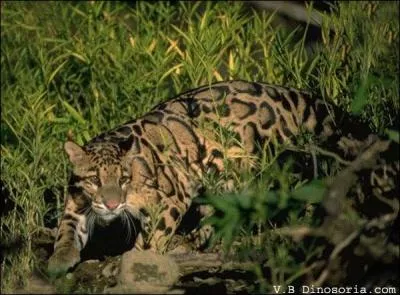 D'autres félins sont régulièrement confondus, les deux qui m'intéressent possèdent une magnifique fourrure, hélas pour eux, reconnaissez-vous celui-ci ?
