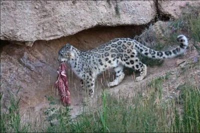 Deuxième félin tout aussi menacé, identifiez-le !